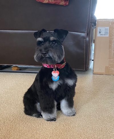 black puppy