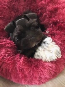 black puppy