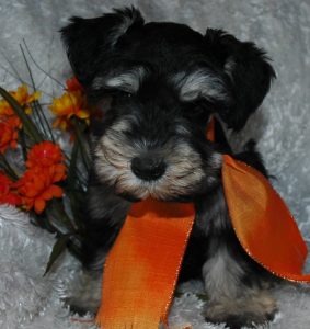puppy