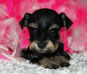 puppy