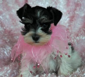 puppy