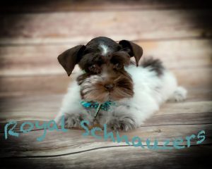 black and white puppy