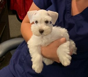 white puppy