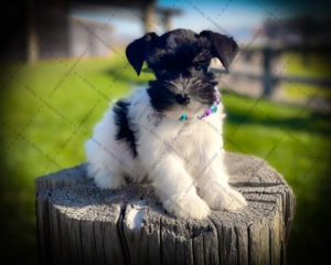 black and white puppy