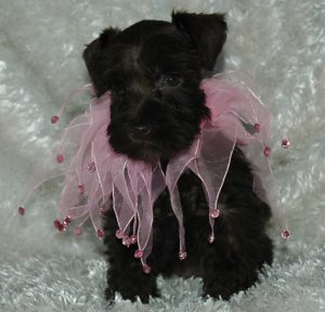 black puppy