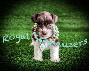 puppy