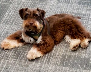 brown puppy