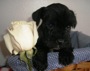 black puppy