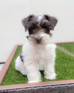 puppy