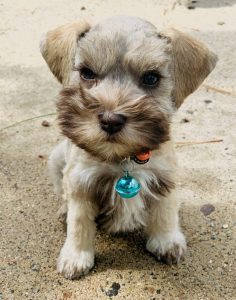 puppy