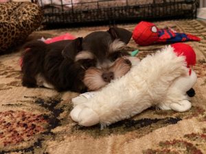 puppy