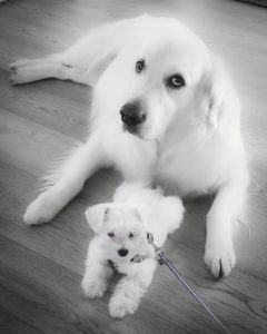 two dogs