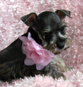 puppy