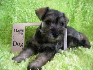 puppy