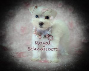 white puppy