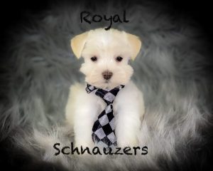 white puppy