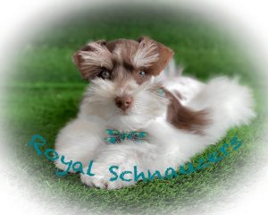 white and brown puppy
