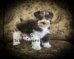 black and white puppy
