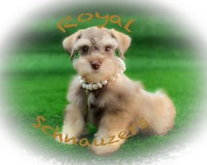 puppy