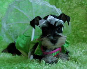 puppy