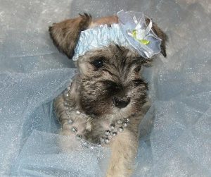 puppy