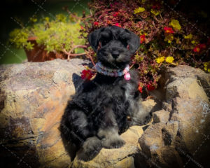 black puppy