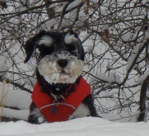 puppy