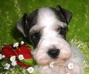 puppy