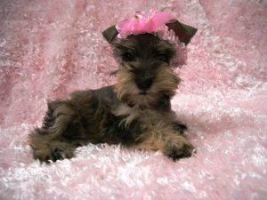 puppy