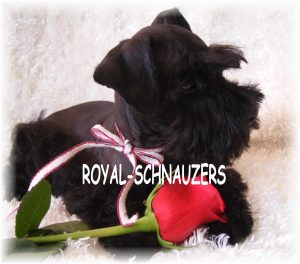 black puppy