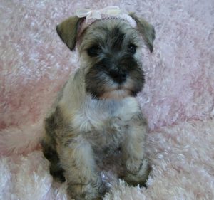 puppy
