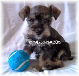 puppy