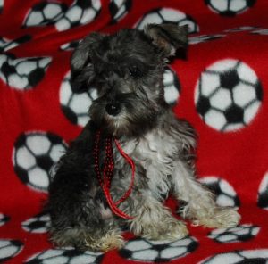puppy