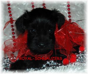 black puppy