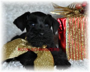 black puppy