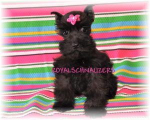 black puppy