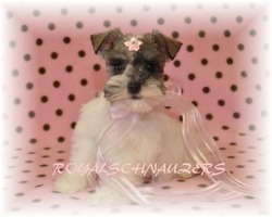 white and brown puppy