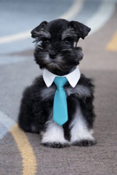 puppy