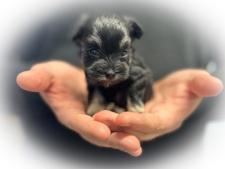 a puppy