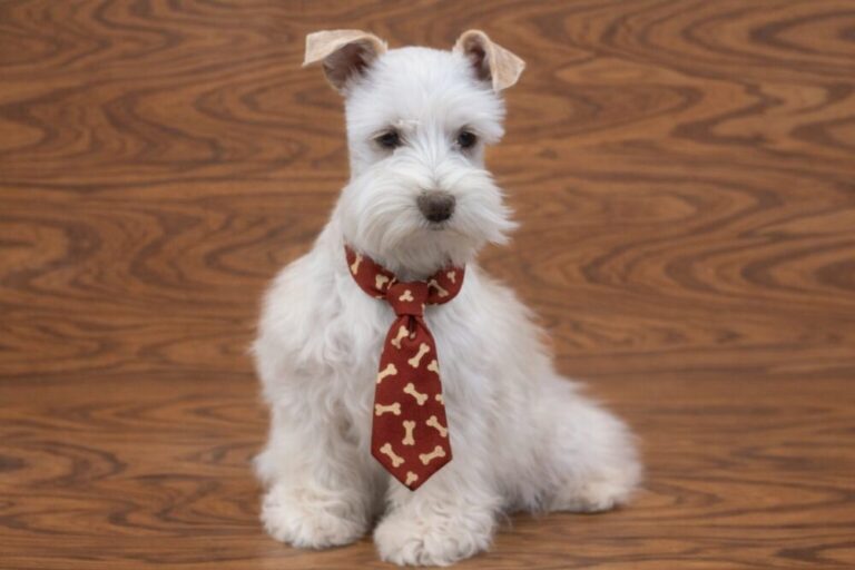 male puppy