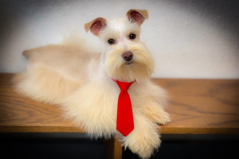 Wheaten Megacoated Toy AKC Miniature Schnauzer