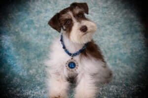puppy