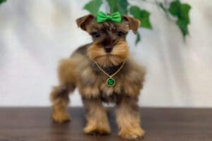 puppy