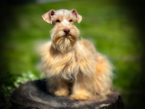 dad dog