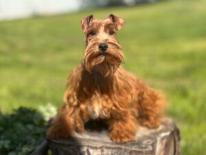 dad dog