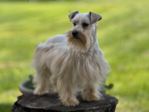 dad dog