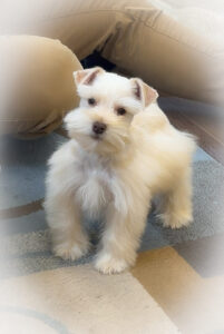 pippin