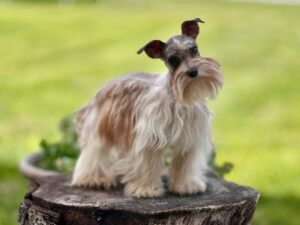 dad dog