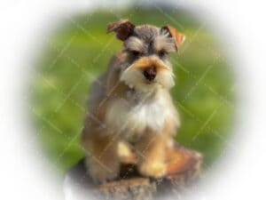 puppy