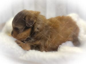 puppy